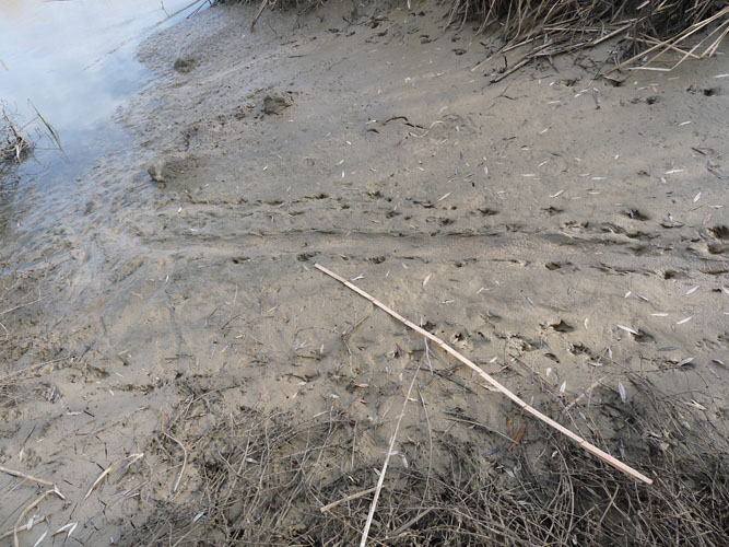 La lontra nell''Appennino meridionale